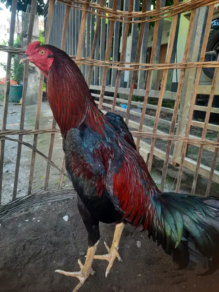 Ayam bangkok muda