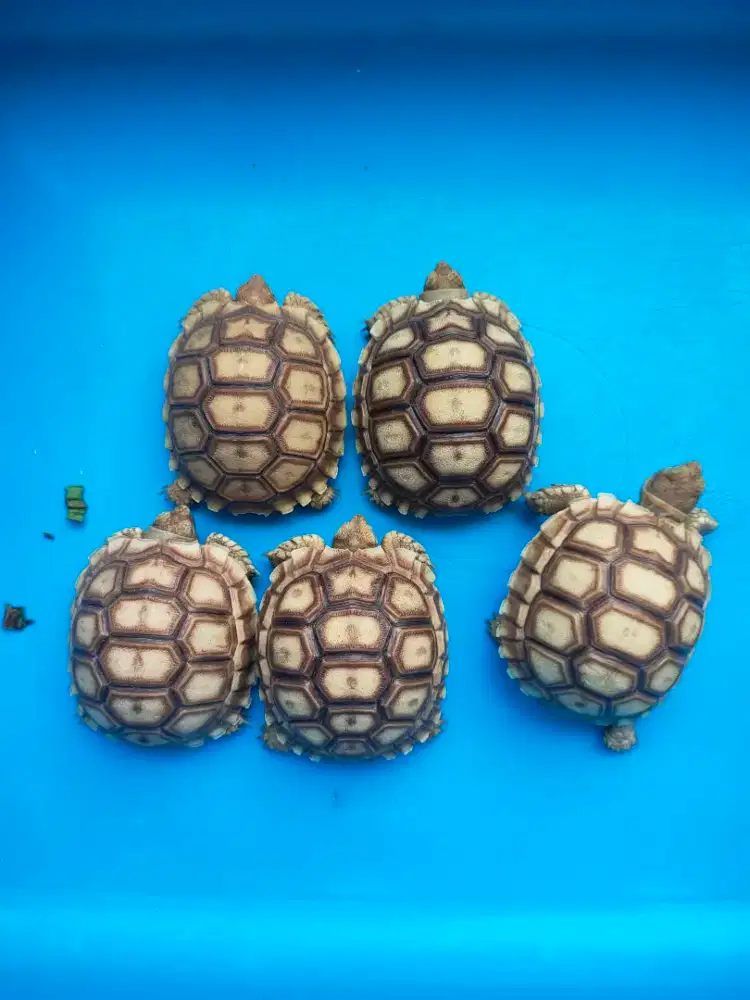 baby sulcata 6cm makan rakus doyan pelet