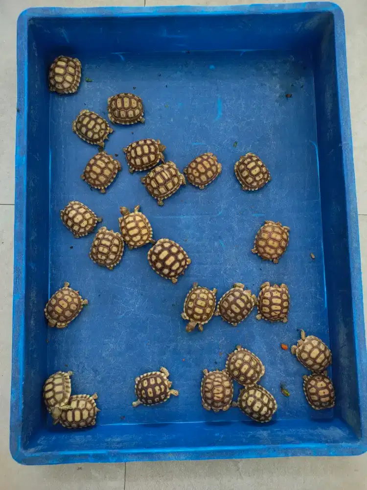 baby sulcata 6cm makan rakus doyan pelet