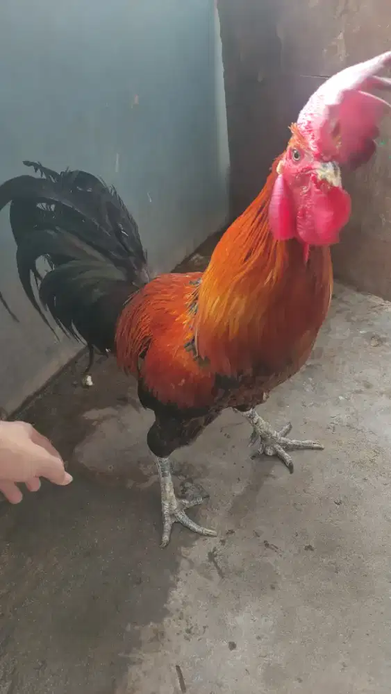 Ayam Pelung Cianjur