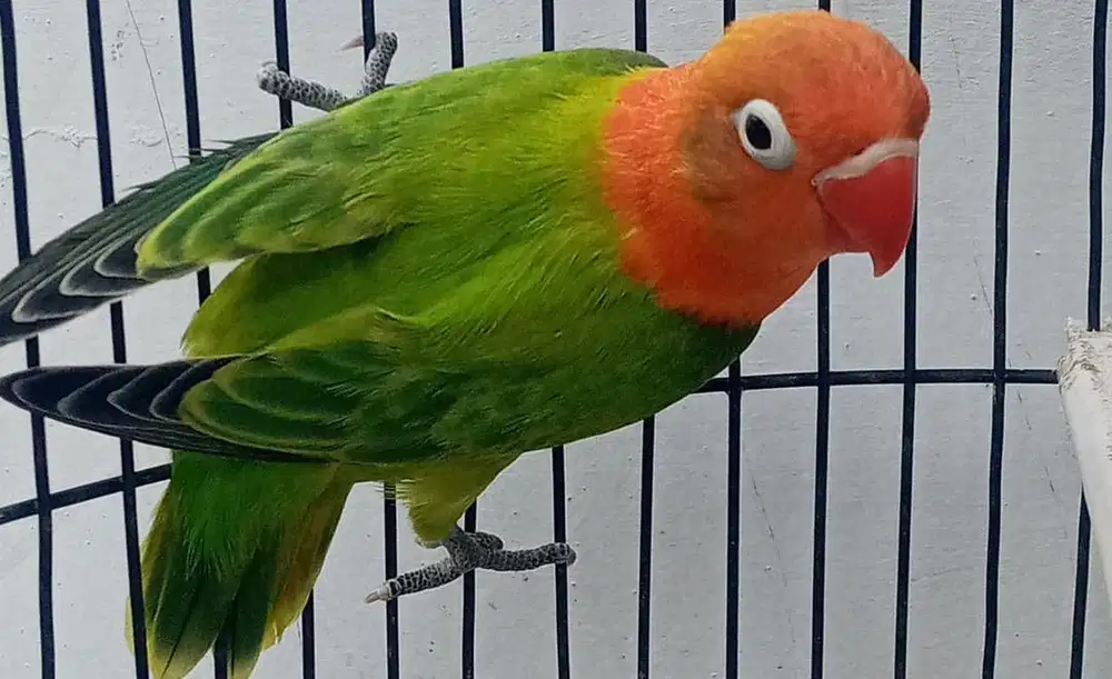 Lovebird biola green