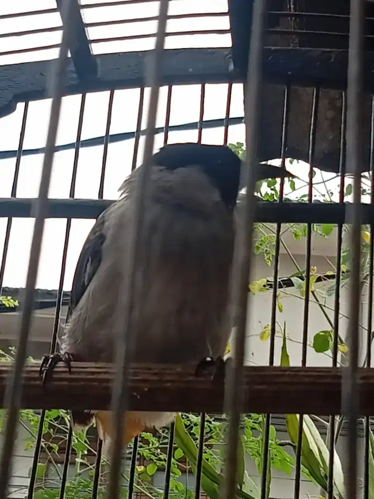 JUAL KUTILANG+KANDANG 100K