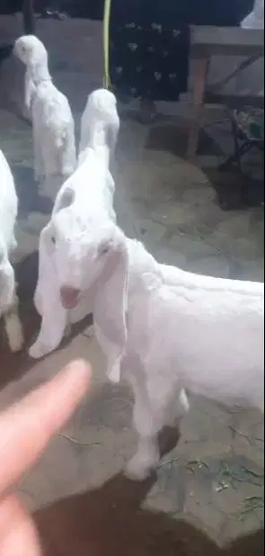 2 pasang anakan kambing etawa senduro 2 bulan nyusu 2 jantan 2 betina