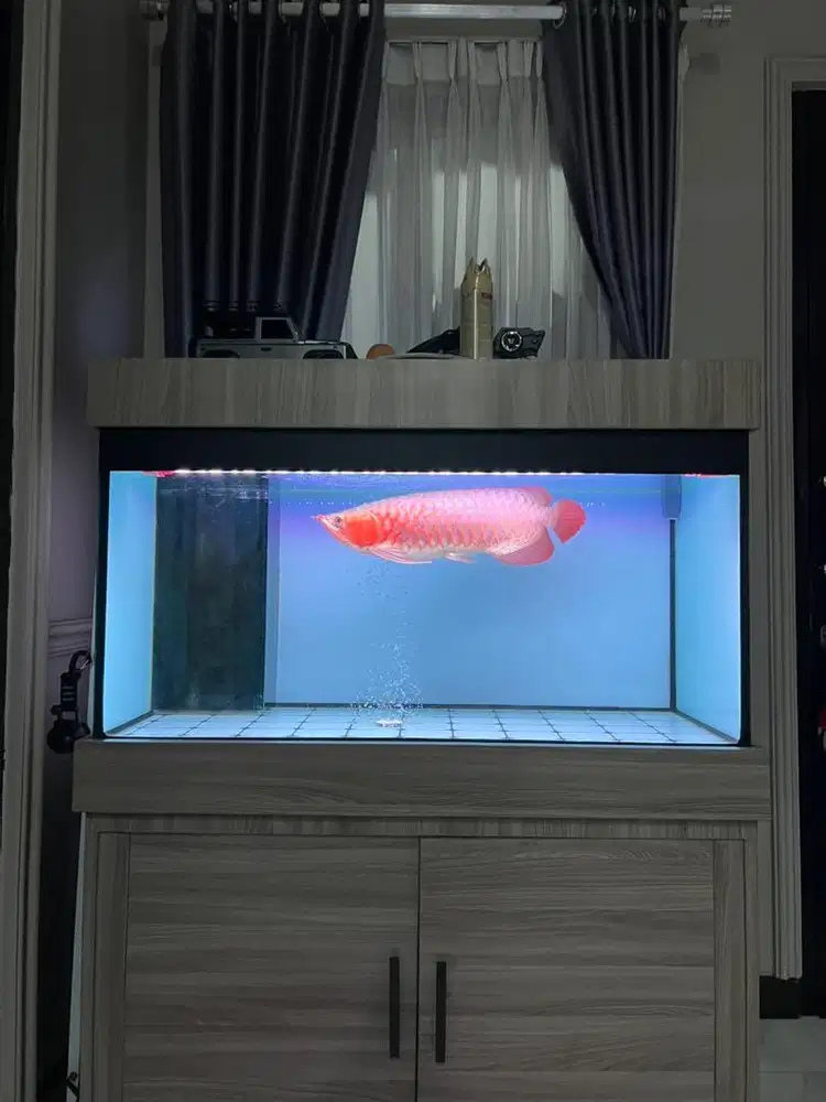Ikan Arwana Super Red Merah Merona