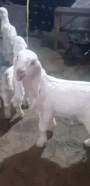 2 pasang anakan kambing etawa senduro 2 jantan 2 betina masih menyusui