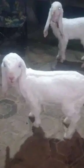 4 ekor anakan kambing etawa 2 bln 2 jantan 2 betina msh menyusui puas