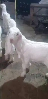 4 ekor anakan kambing etawa 2 bln 2 jantan 2 betina msh menyusui puas