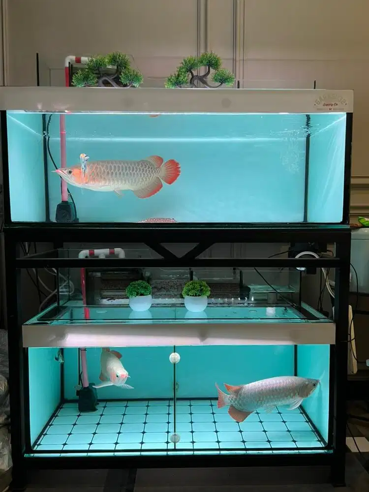 Borangan Arwana Super Red Aquarium