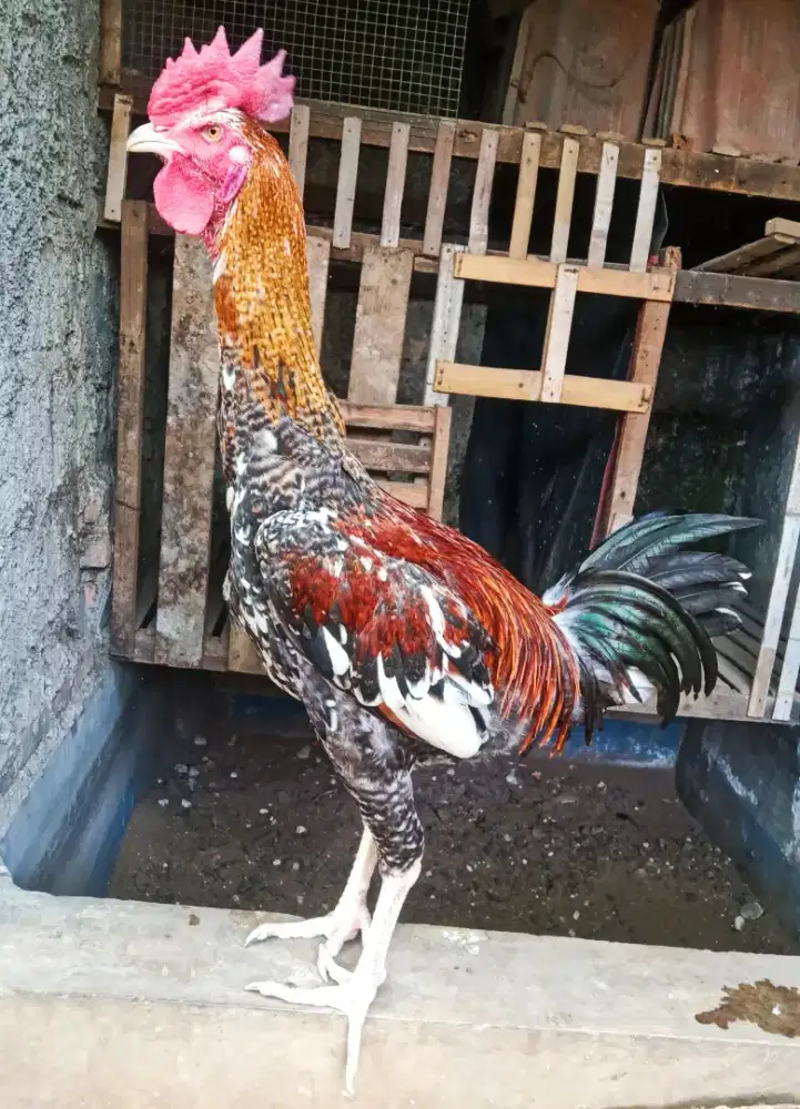 AYAM PELUNG JALI