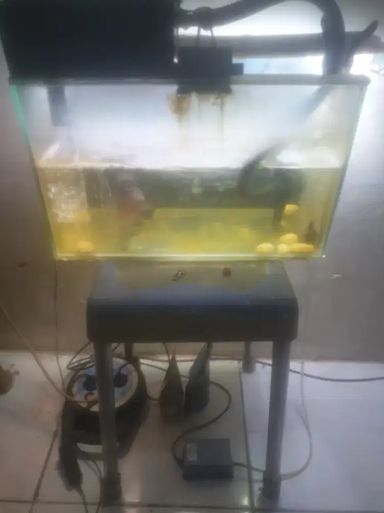 Ikan louhan dan aquarium komplit