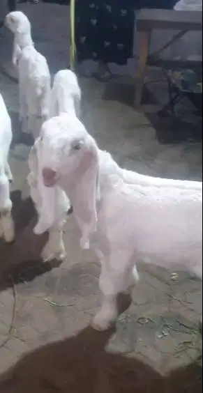 4 ekor anakan kambing etawa 2 bln 2 jantan 2 betina masih menyusui top