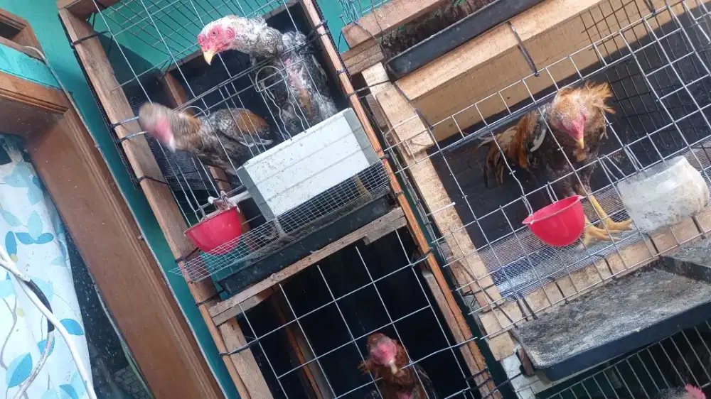 Jual Ayam Bangkok Jantan