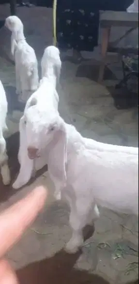 4 ekor anakan kambing etawa 2 jantan 2 betina 2 bulan masih menyusui
