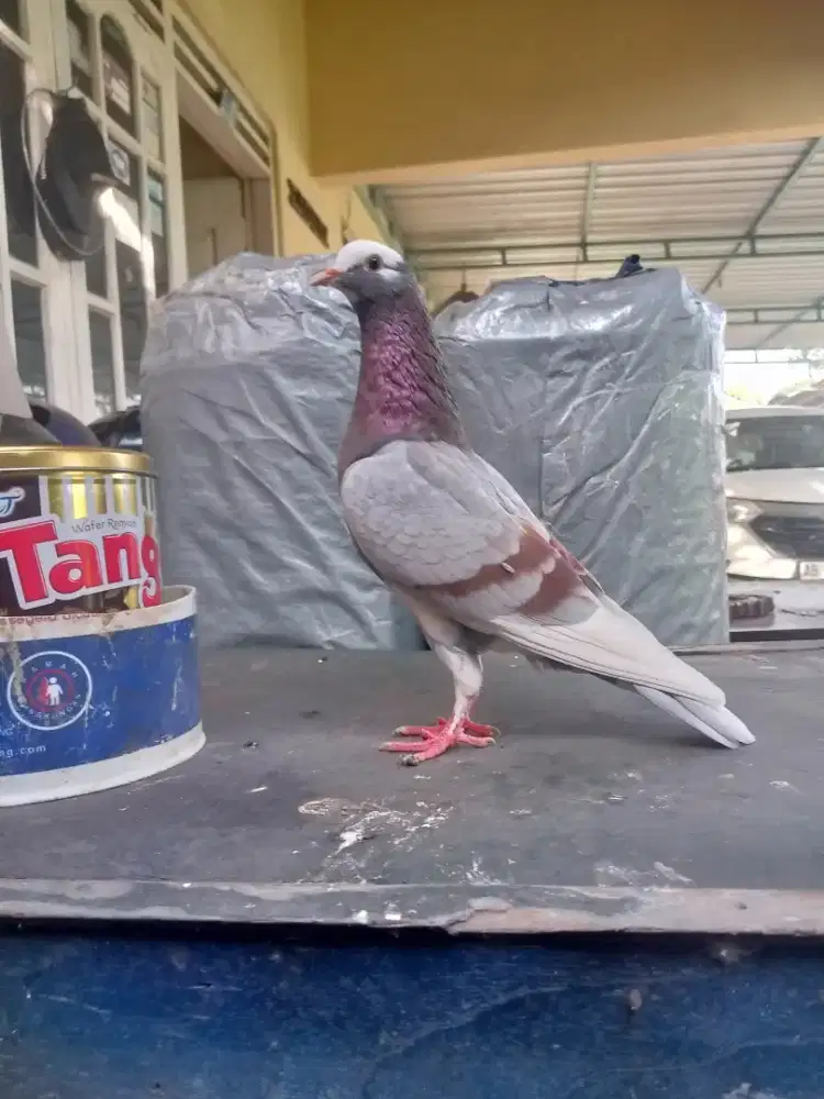 Merpati Betina Tinggian