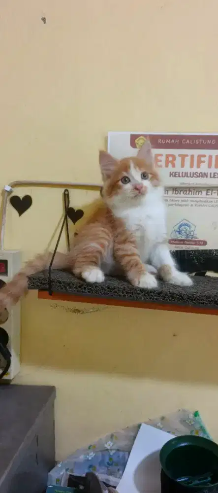 Kitten/anak kucing Persia jantan