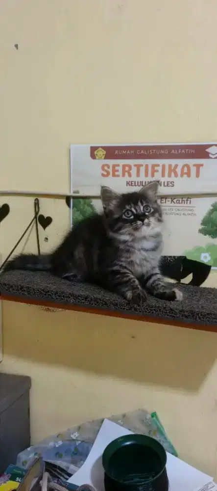 Kitten/anak kucing Persia betina