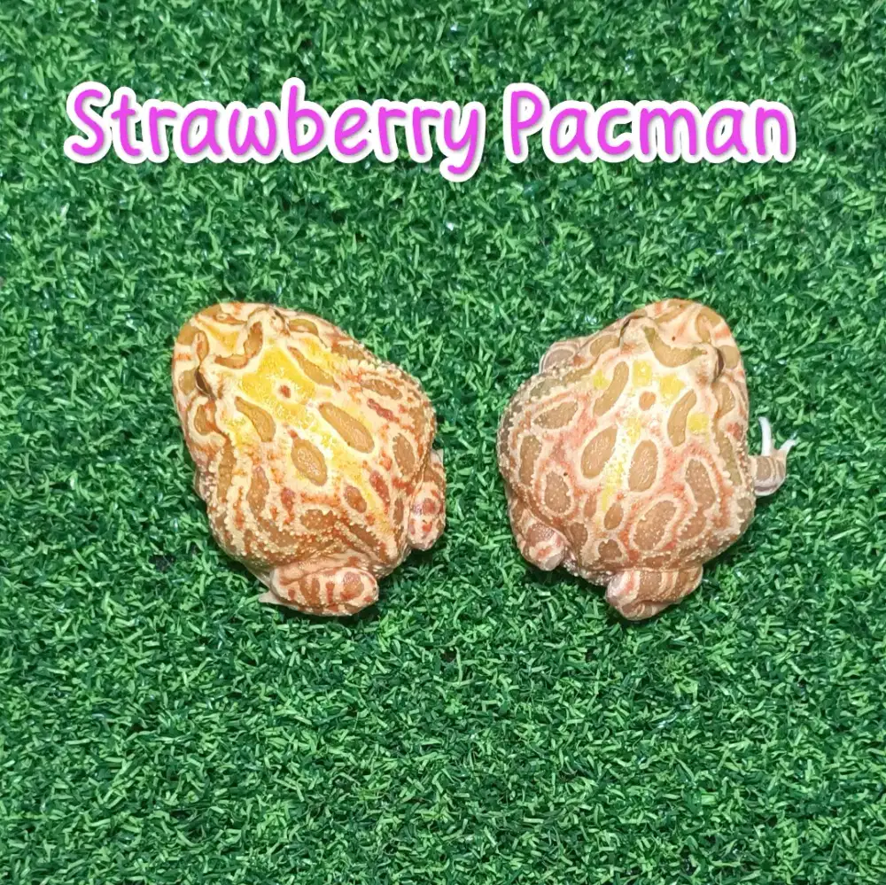 Strawberry Pacman Albino Pacman