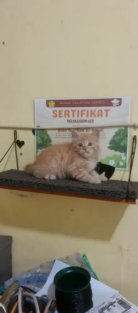 Kitten/anak kucing Persia jantan