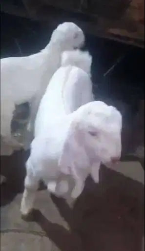 4 ekor anakan kambing etawa 2 jantan 2 betina 2 bln masih menyusui top