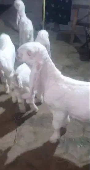 4 ekor anakan kambing etawa 2 bln 2 jantan 2 betina msh menyusui puas