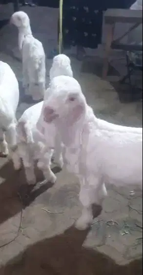 4 ekor anakan kambing etawa 2 bln 2 jantan 2 betina masih menyusui top