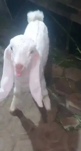4 ekor anakan kambing etawa 2 bln 2 jantan 2 betina masih menyusui top