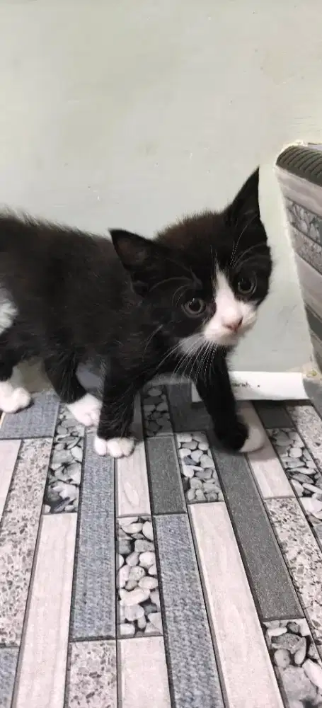 Kitten Persia cute