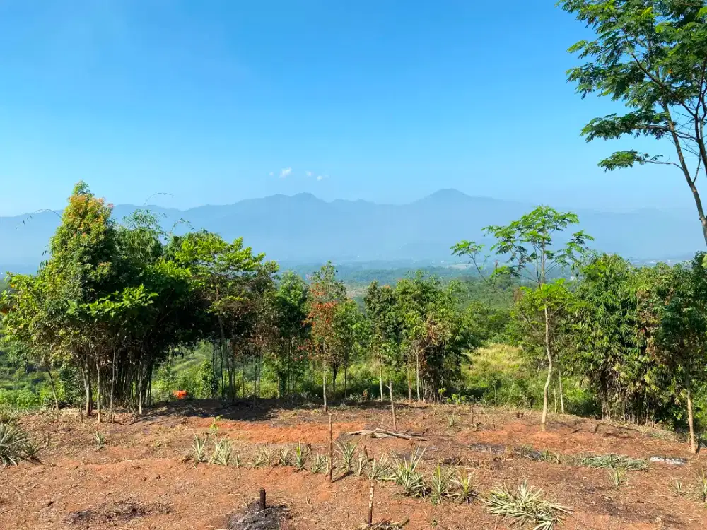 KEBUN SUBUR VIEW PEGUNUNGAN