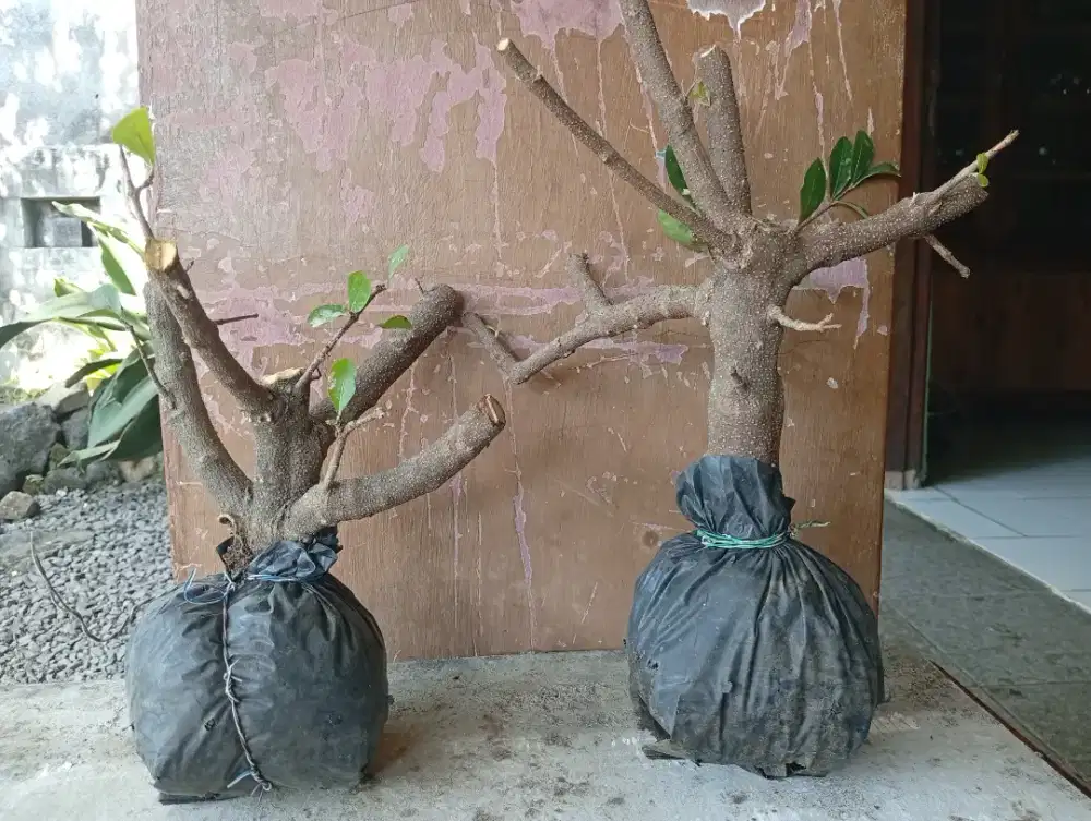 Bahan bonsai- cangkokan SIANCI kecut..