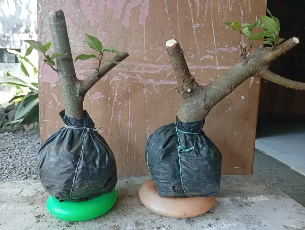 Bahan bonsai-- cangkokan LOA