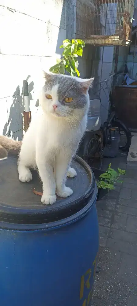 Kucing pejantan Foldex cakep