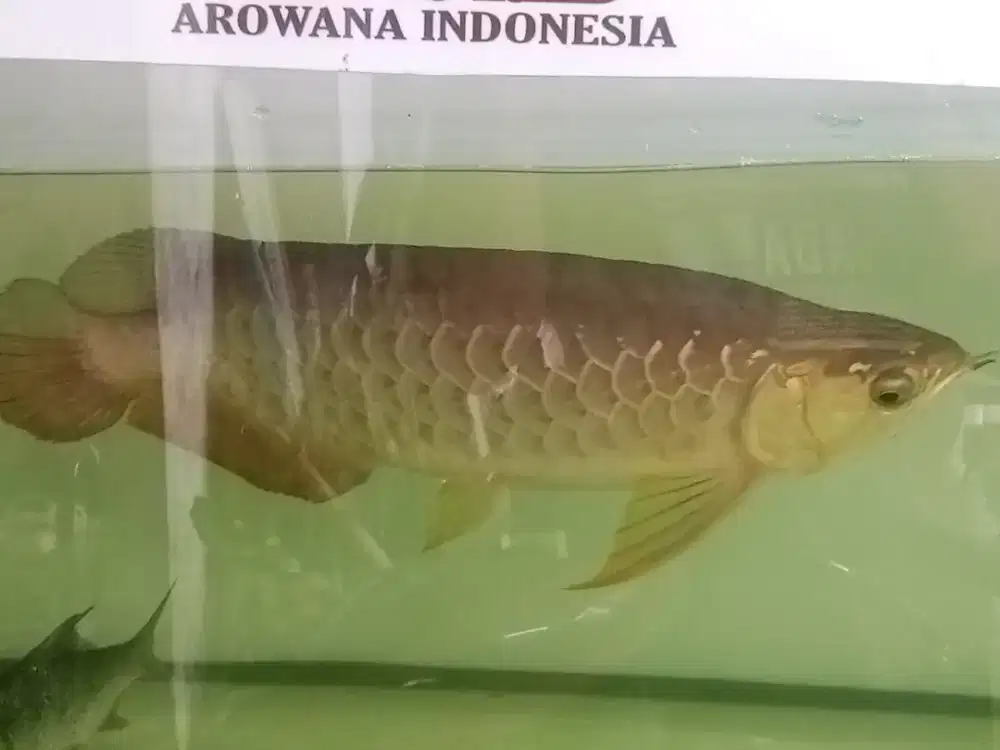 Arwana golden red sumo