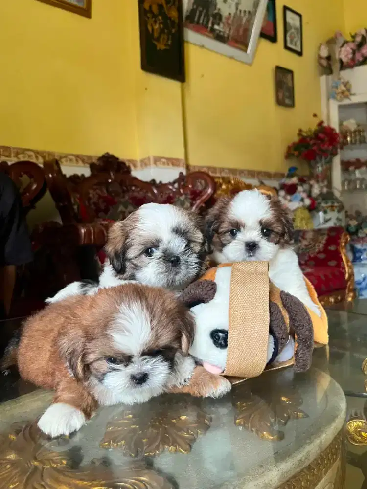 Shih ztu puppy 1,5 bln