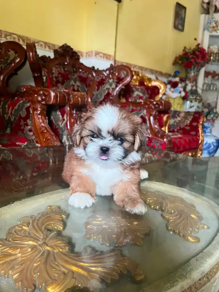Shih ztu puppy jantan 1,5 bln