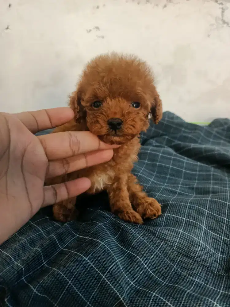 Anak anjing poodle