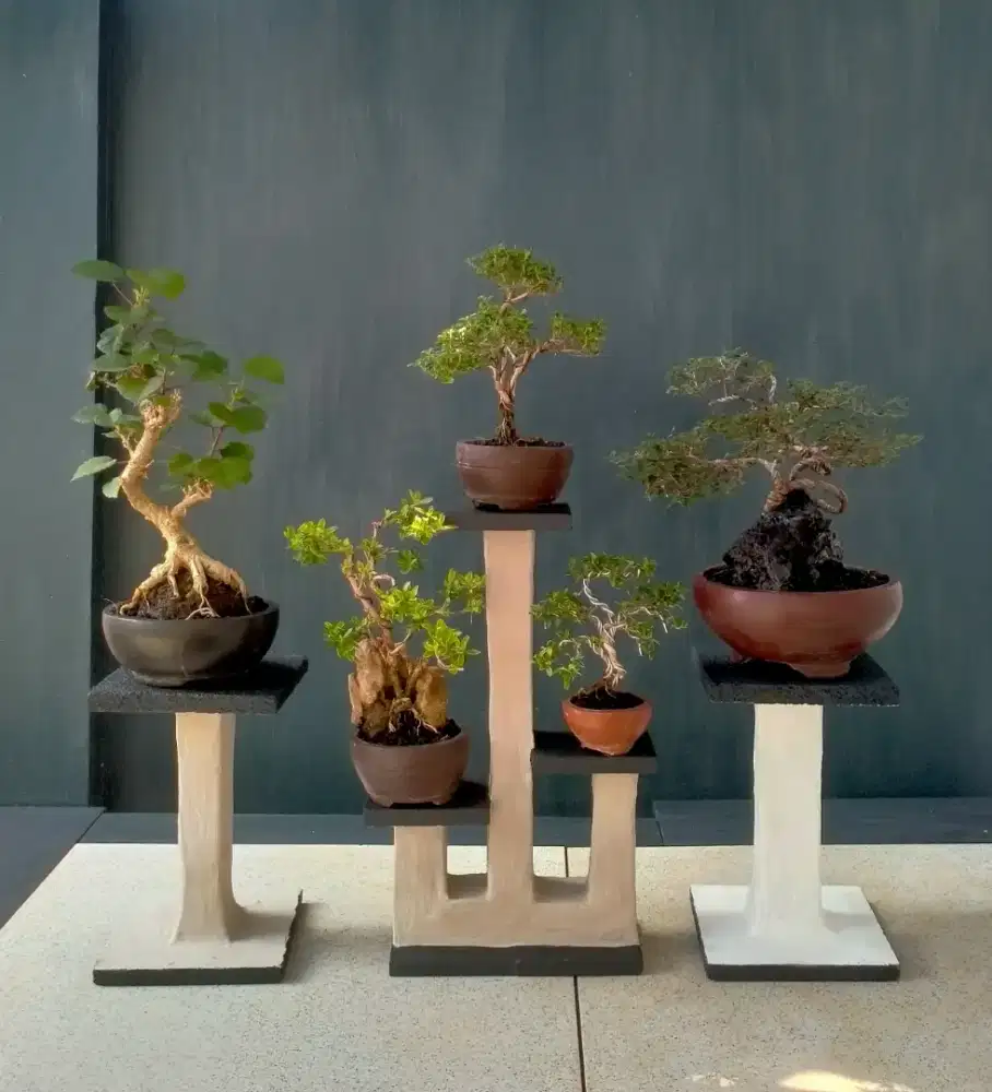 Mini bonsai berikut tatakan