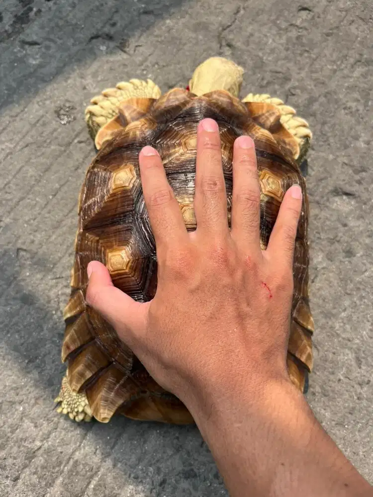 KURA SULCATA 29cm
