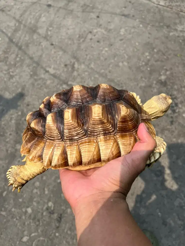 KURA SULCATA 19cm