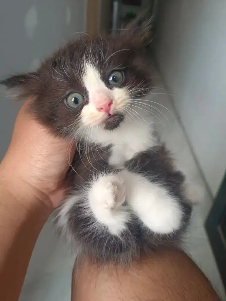 OPEN ADOPT KITTEN KUCING
