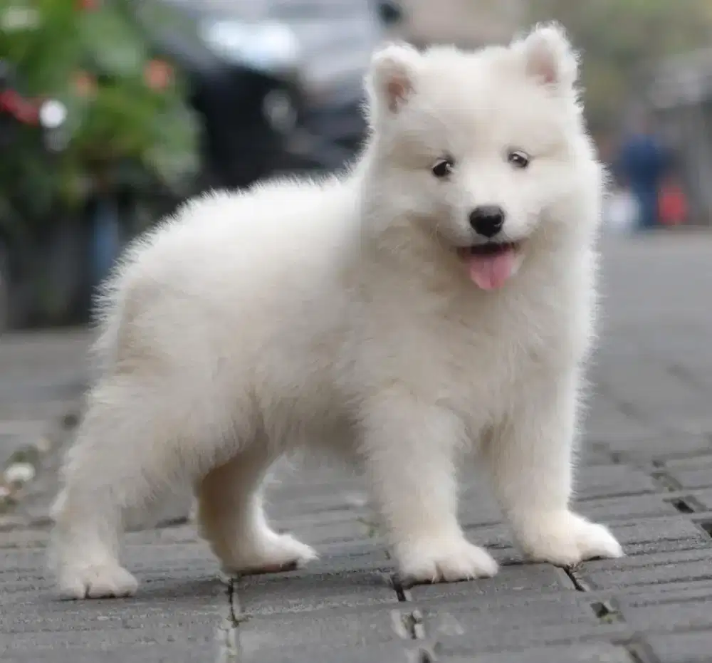 Samoyed putih betina •VICTORIA•