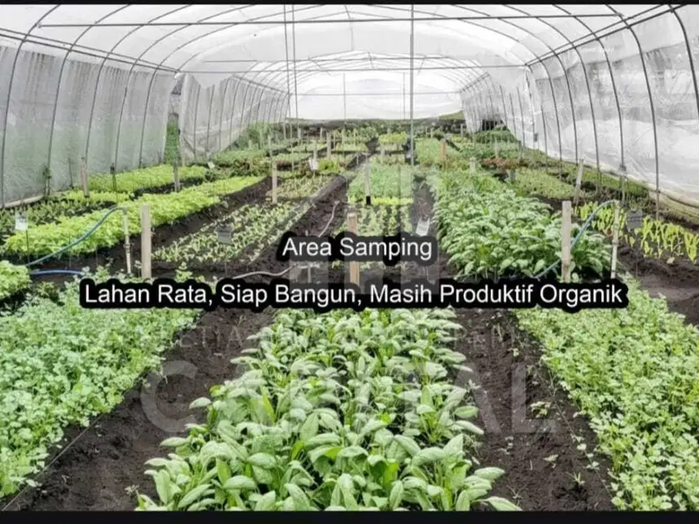 TANAH KEBUN ORGANIK MASIH PRODUKTIF PARONGPONG