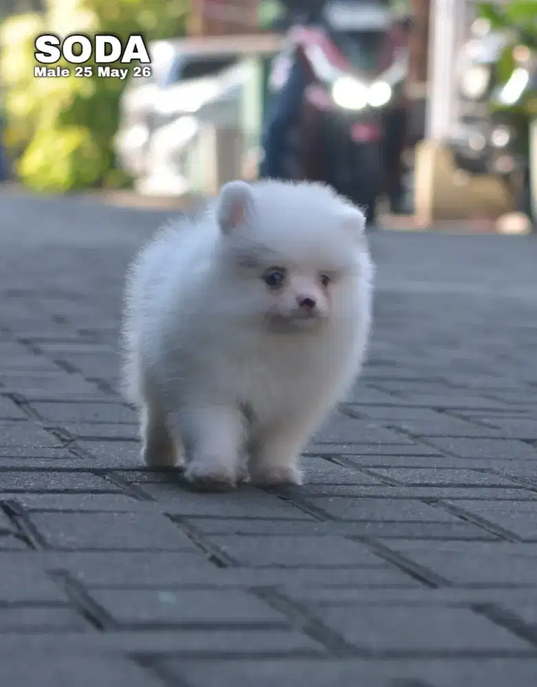 Minipom party color jantan •SODA•
