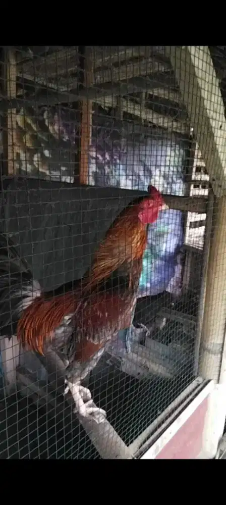Ayam kampung seler bangkok