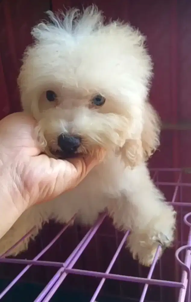 Toy Poodle Jantan white
