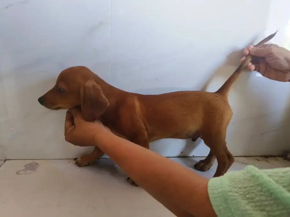 Mini dachshund (tekel)