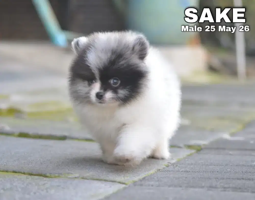Minipom party blue merle jantan •SAKE•