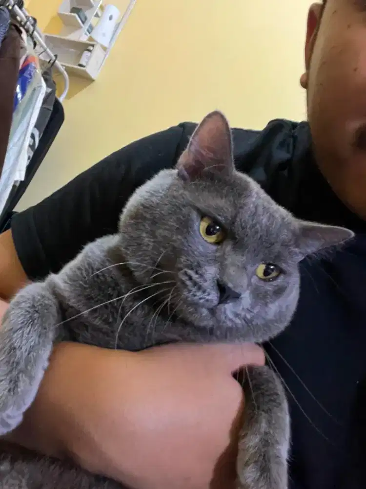 Open adopsi kucing