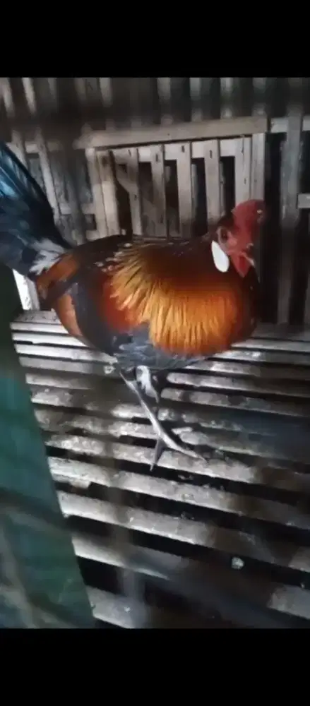 Ayam hias burgo