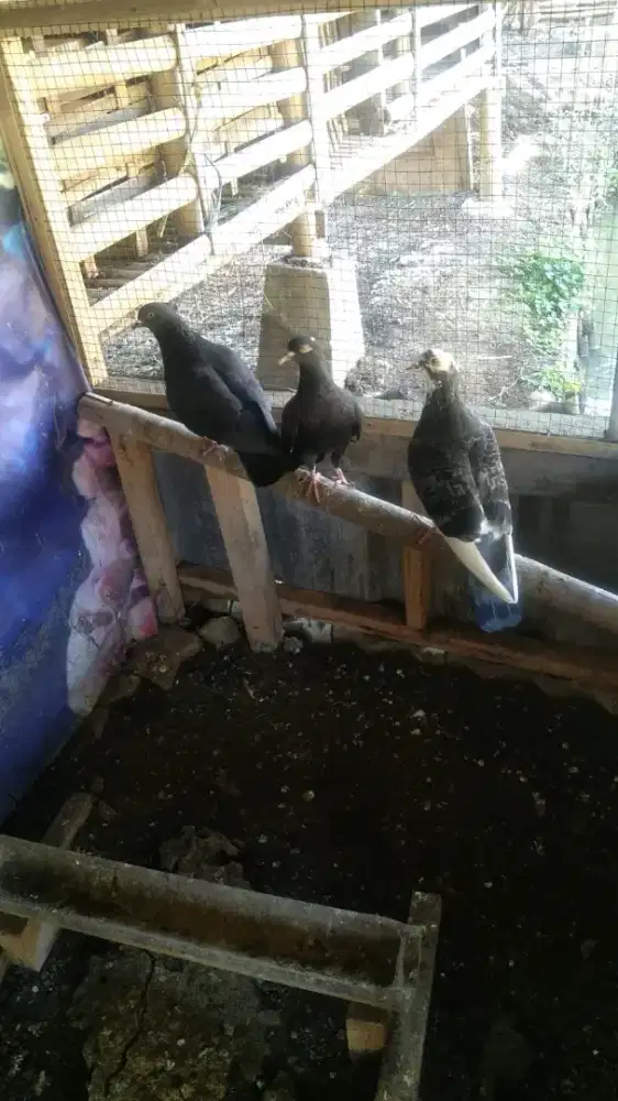 Merpati merpati
