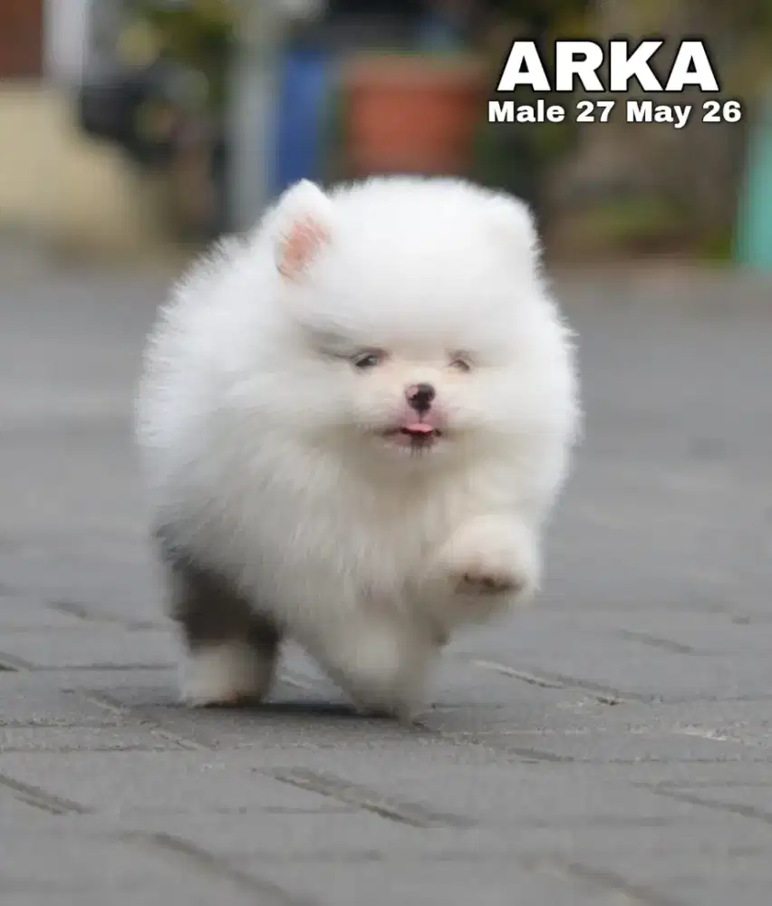 Minipom party blue merle jantan •ARKA•